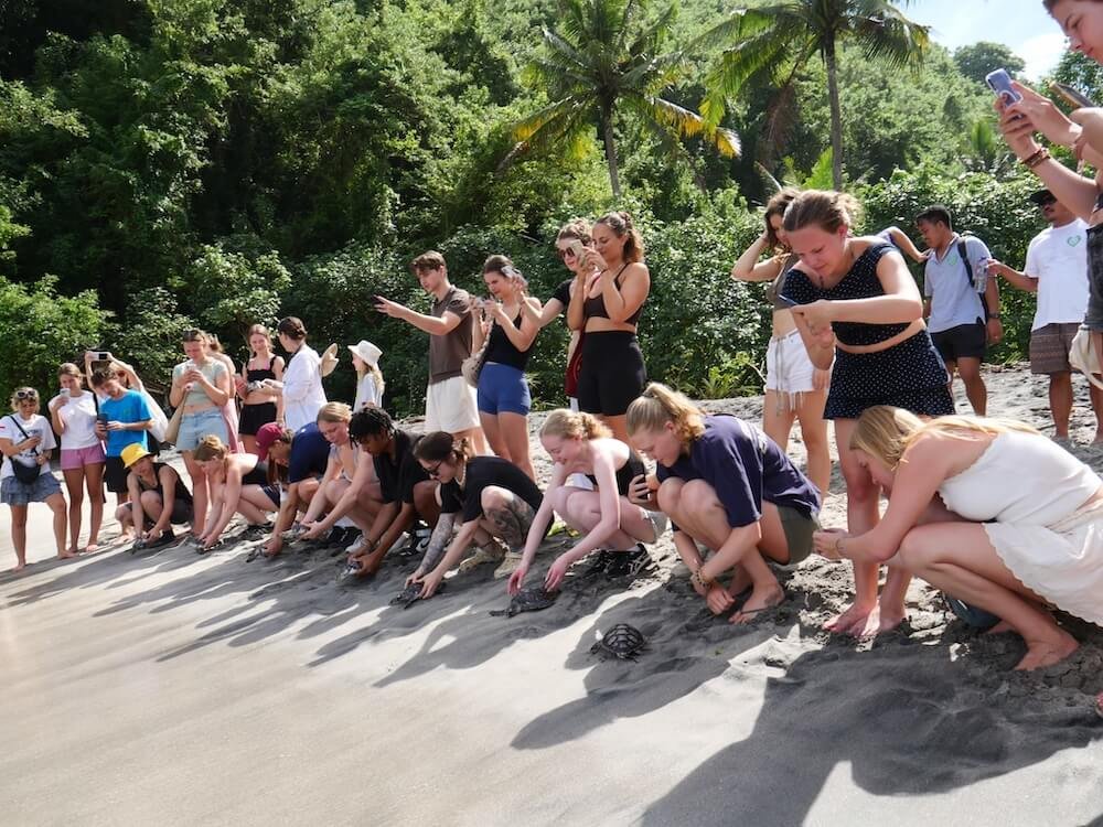 Bali--Turtle Conservation - Nusa Penida (51)