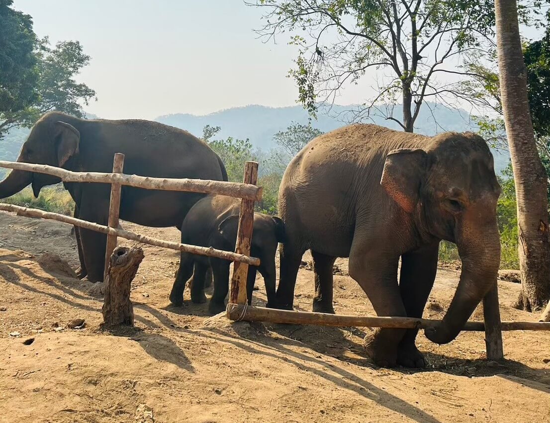 Chiang Mai elephant volunteer