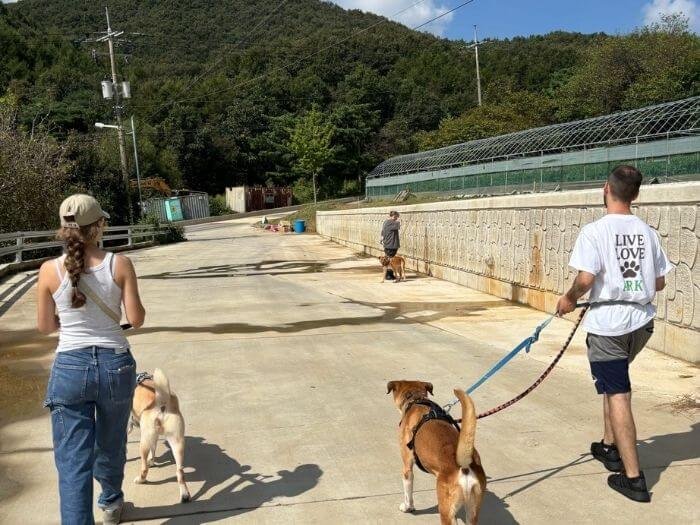 Seoul Rescued Animal Care (6)